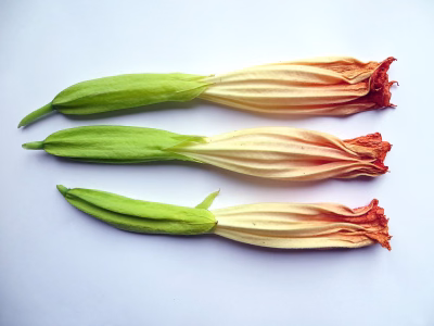 Engelentrompetbloem 2