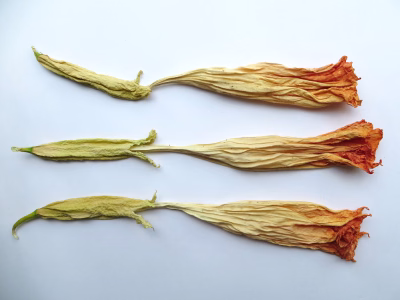 Engelentrompetbloem 3