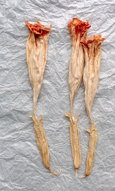 Engelentrompetbloem 5