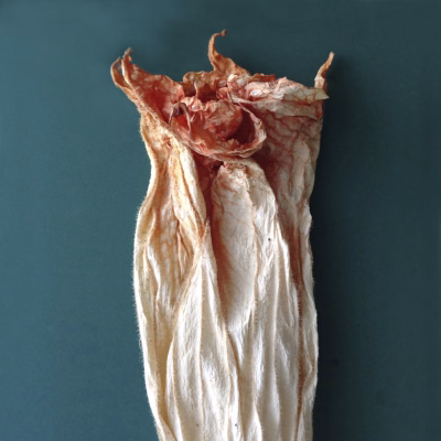 Engelentrompetbloem 7