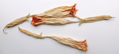 Engelentrompetbloem 9