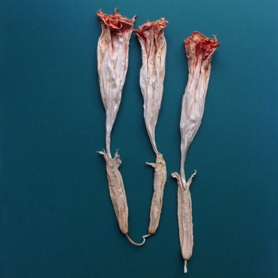 Engelentrompetbloem 6
