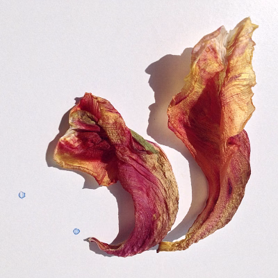Tulpenblaadjes
