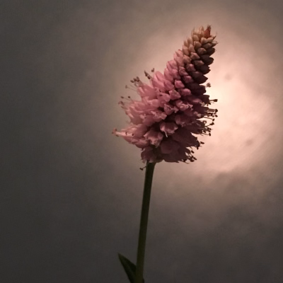 Roze