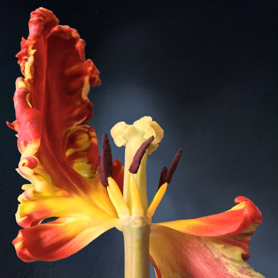 Tulp 3