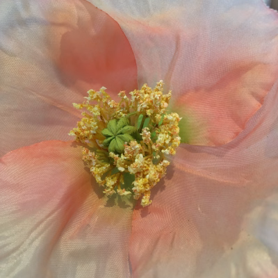 Poppy
