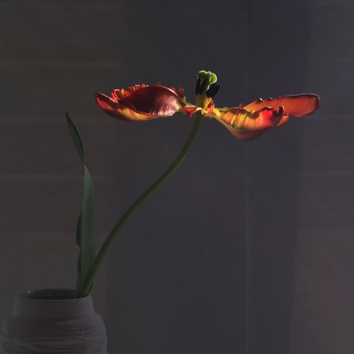 Maartse tulp