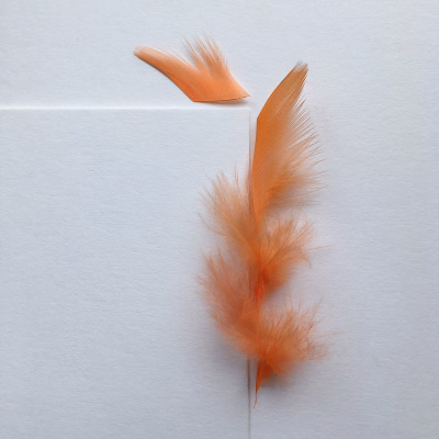 Oranje veertjes