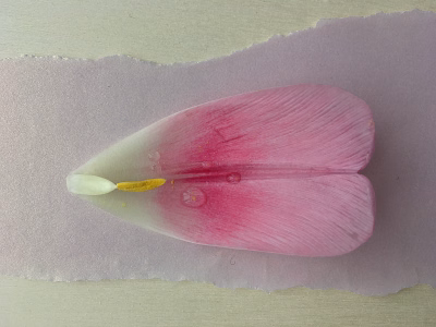 Tulpenblaadjes-2