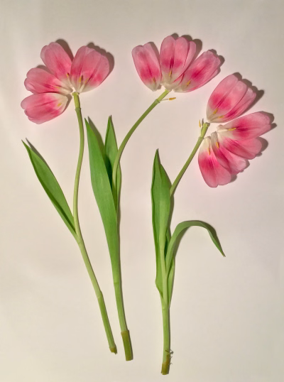 Tulpenblaadjes-4