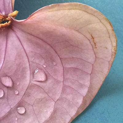 Anthurium 2 4172
