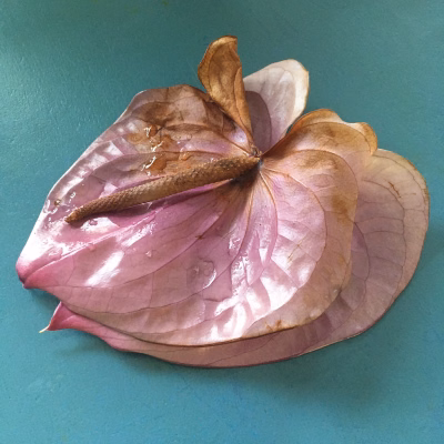 Anthurium 3 4176
