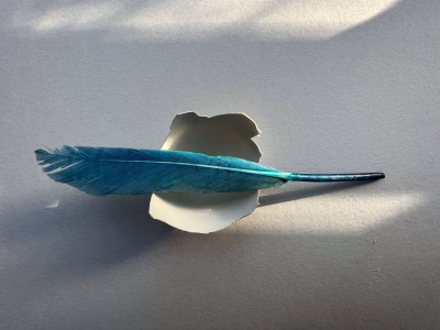 Lege eierdop met blauw veertje_7974