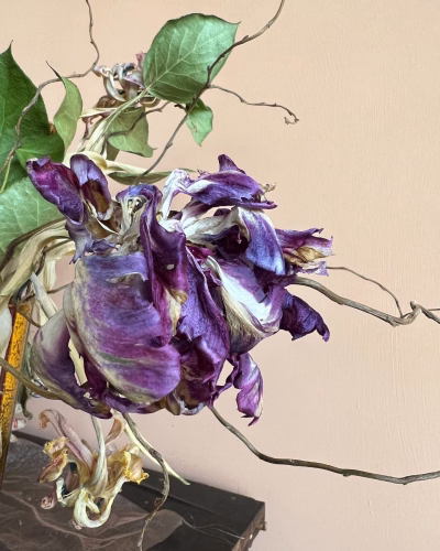 Tulp Maud 1