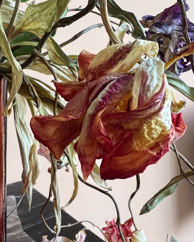 Tulp Maud 3