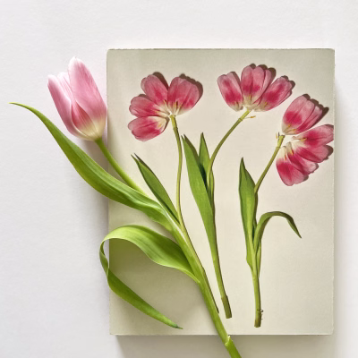 Tulp met bouwpakketje_8979