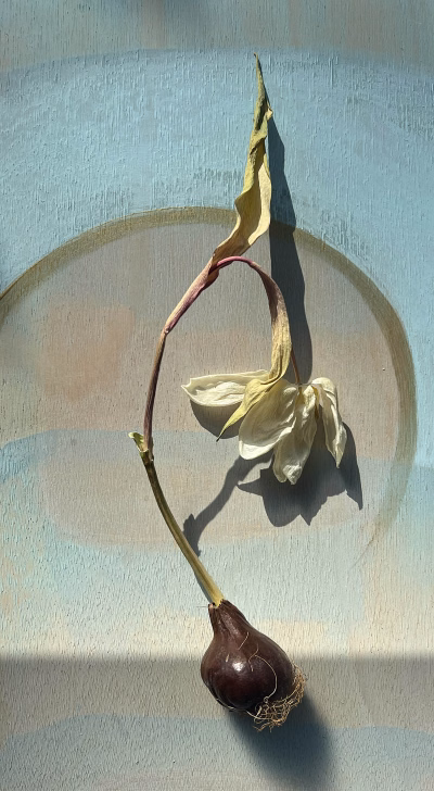 Verdroogd tulpje_6442