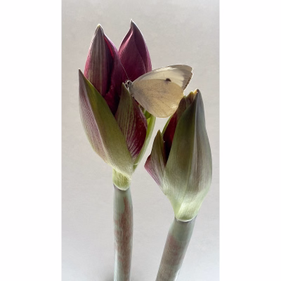 Amaryllis met vlinder_6040