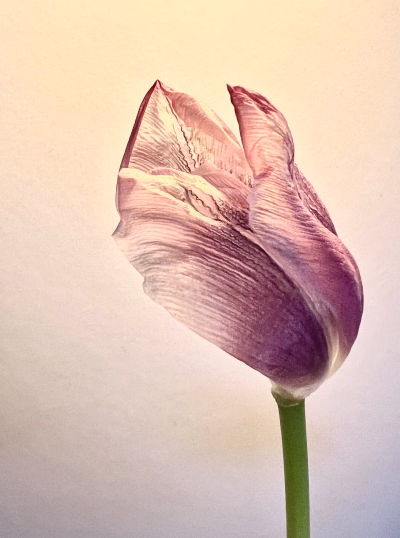 Tulp 02-2025_3956