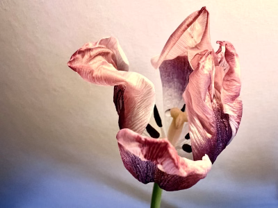 Tulp_3953